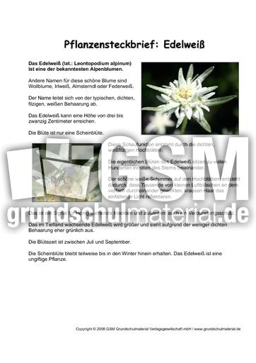 Pflanzensteckbrief-Edelweiß.pdf